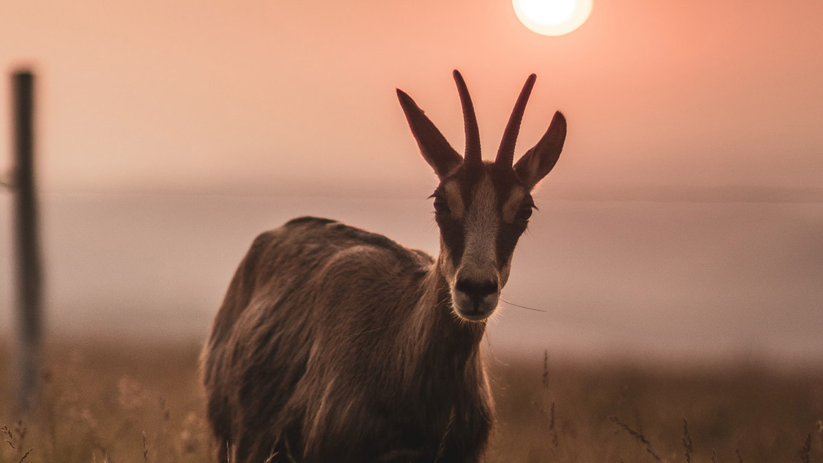 Opinel N°08 Animalia Chamois / Kozice - nóż rozkładany z wygrawerowanymi zwierzętami